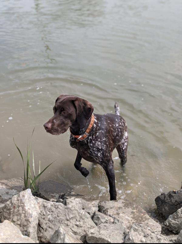 /Images/uploads/Southeast German Shorthaired Pointer Rescue/segspcalendarcontest/entries/31206thumb.jpg